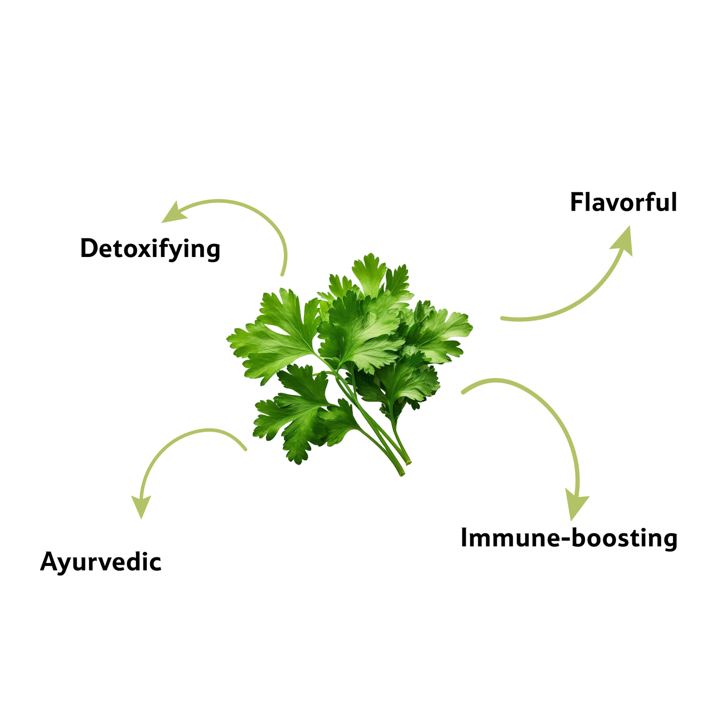 Coriander Premium, 1 Bunch