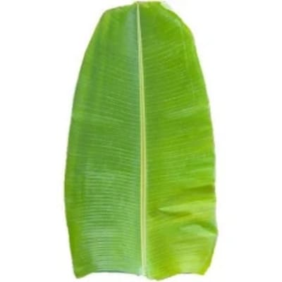 Banana Plant, Prepack 1 Pcs
