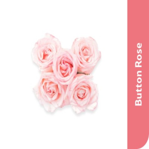 Button Rose, 1 Kg