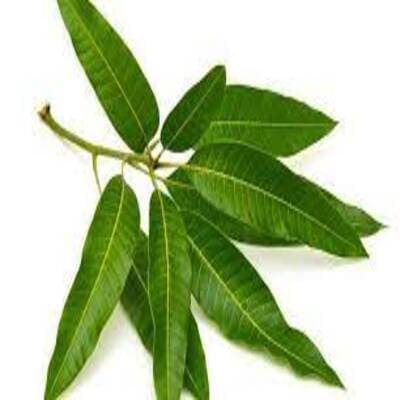 Mango Leaves, Prepack 20 g