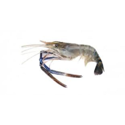 Fresh Water Scampi 30 Count Whole, 500 g