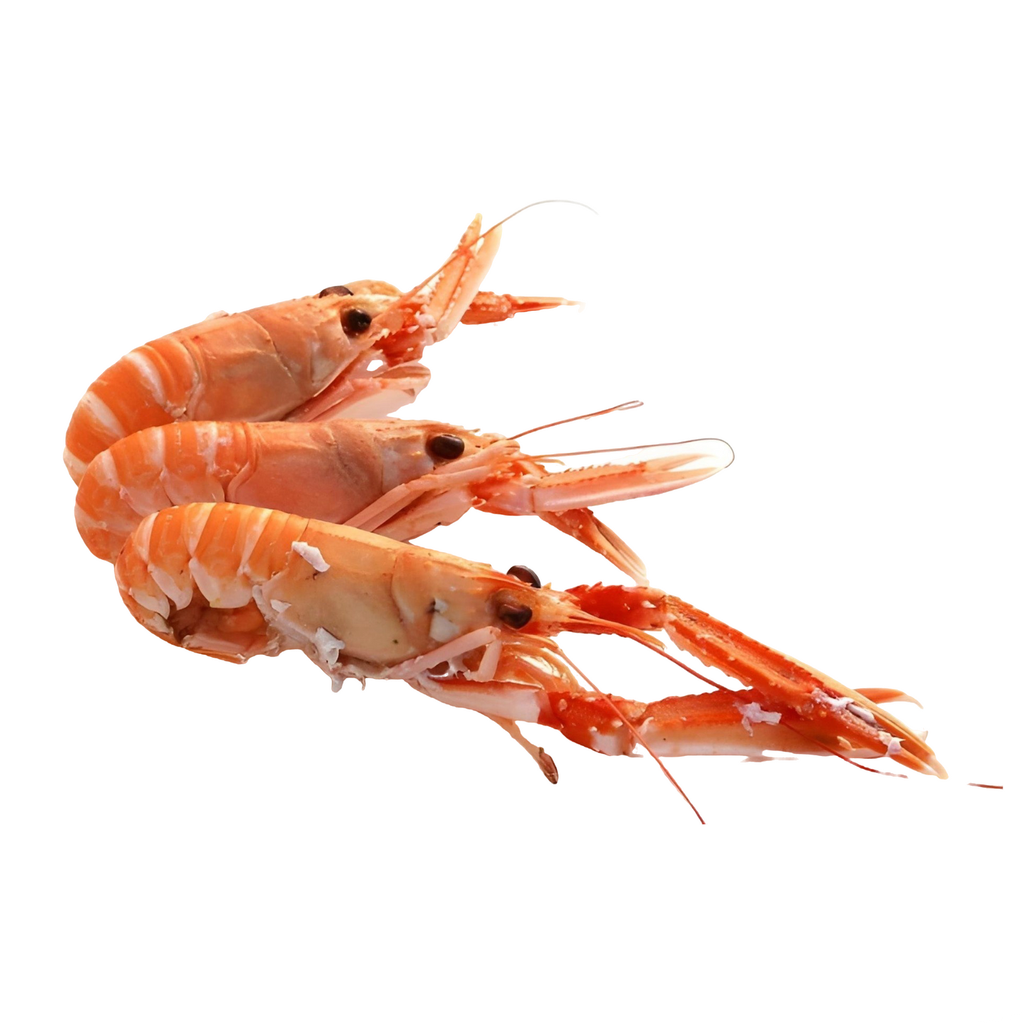 Starfresh Fresh Water Scampi 10 Count Whole 1 kg