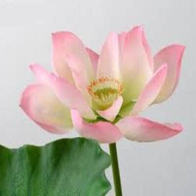 Starfresh Lotus Flower prepack 1 pc