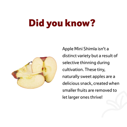 Apple Mini Shimla, Prepack 700 g