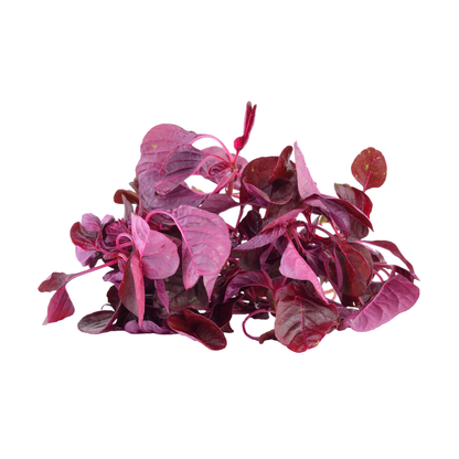 Starfresh Spinach 1 bunch