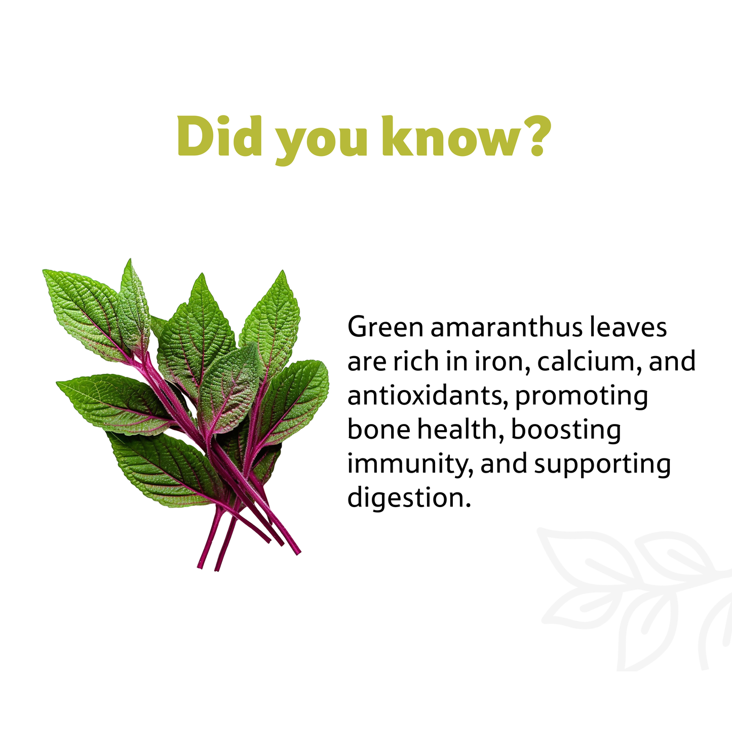 Amaranthus Green Leaves, 1 Bunch