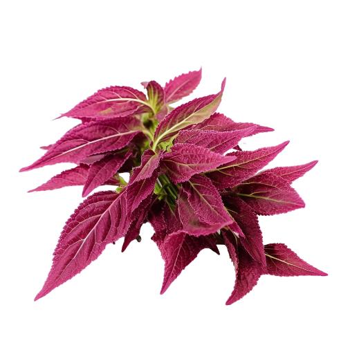 Amaranthus Red Leaves, 1 Bunch