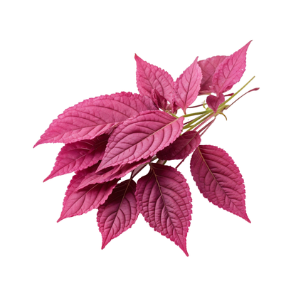 Amaranthus Red Leaves, 1 Bunch