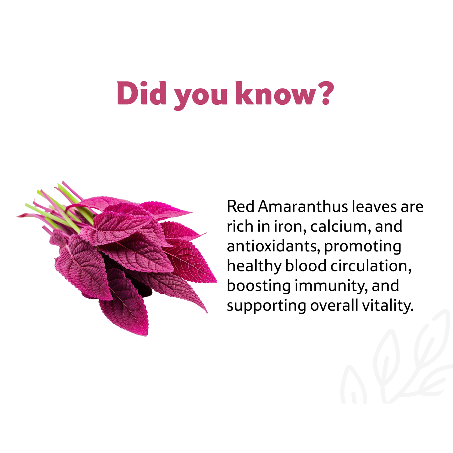 Amaranthus Red Leaves, 1 Bunch