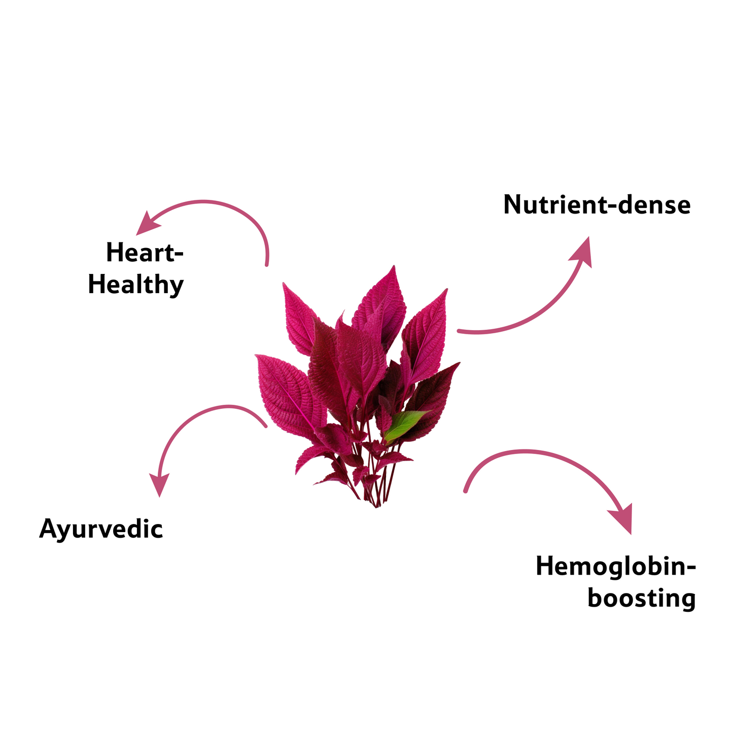 Amaranthus Red Leaves, 1 Bunch