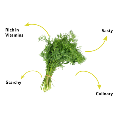 Dill Leaves, 1 Bunch