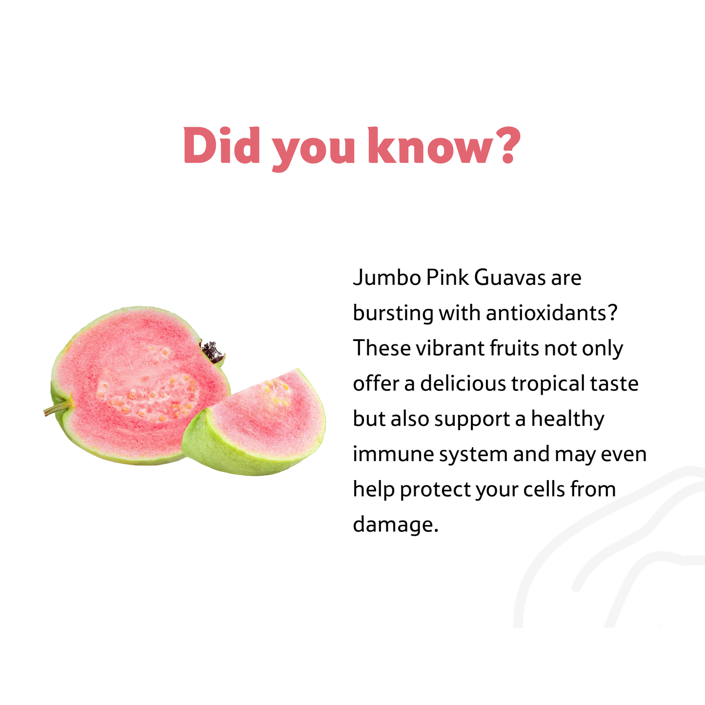 Starfresh Jumbo Guava Pink ~ 1.5 kg