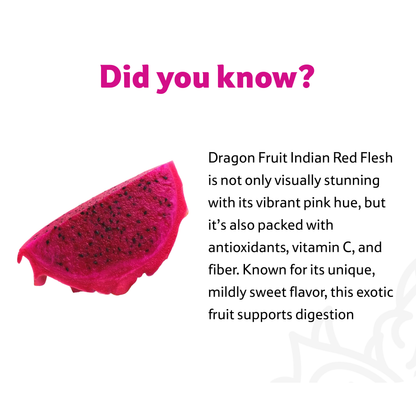 Dragon Fruit Indian Red Flesh 1 pc