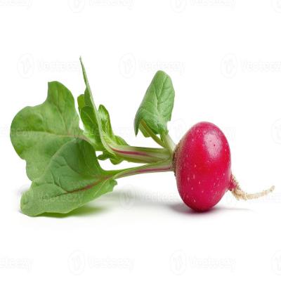 Radish Red, 1 Pc