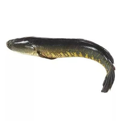 Fresh Water Live Murrel Boneless Cut Gross, Gross 850 g, Net 295 g