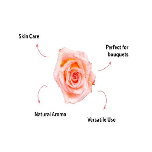 Button Rose, 500 g