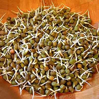 Chana Moong Sprout, Prepack 180 g