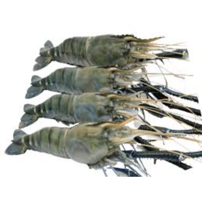 Fresh Water Scampi 20 Count Whole, 500 g