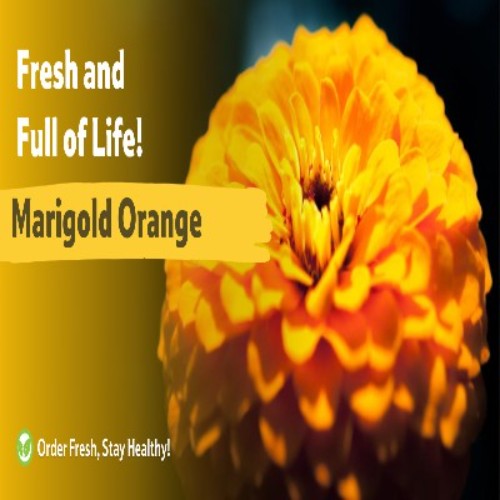 Marigold Orange Flower, 1 Kg