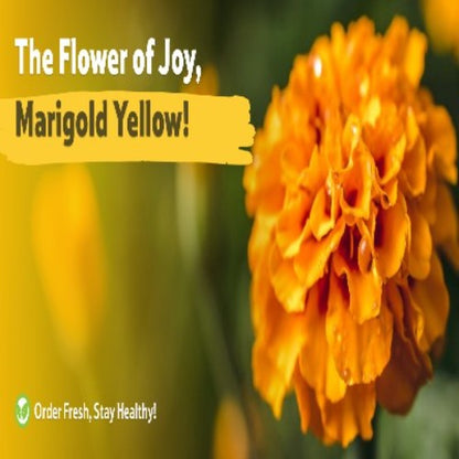 Starfresh Marigold Yellow Flower ~ 500 gm