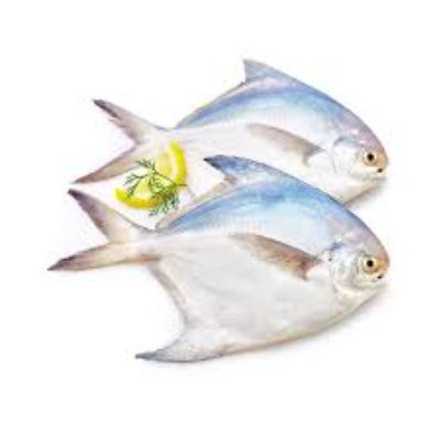 Starfresh Sea Water Silver Pomfret Clean Whole 400 gm