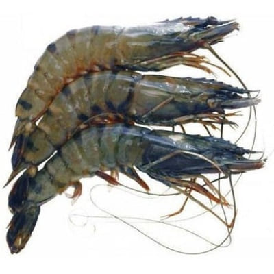 Sea Water Tiger Prawn 50 Count, 500 g