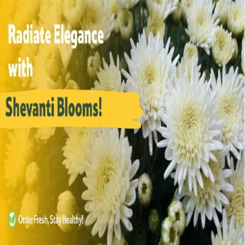 Starfresh Shevanti Flower ~ 1 kg