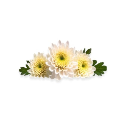 Starfresh Shevanti Flower ~ 500 gm
